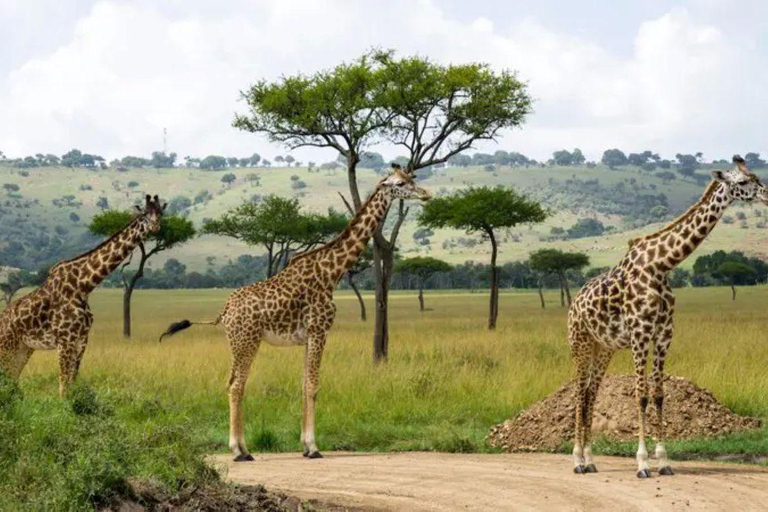 3 Day Senior Safari to Amboseli from Nairobi