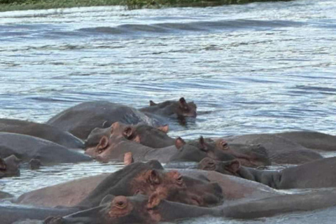 Uganda: Safári de 3 dias no Parque Nacional Murchison Falls e Big 5