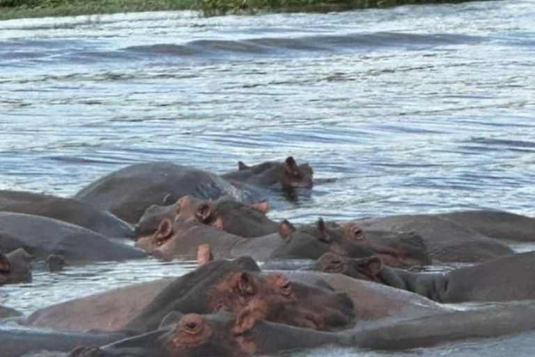 Ouganda : 3 jours de safari dans le parc national des chutes Murchison et les Big 5