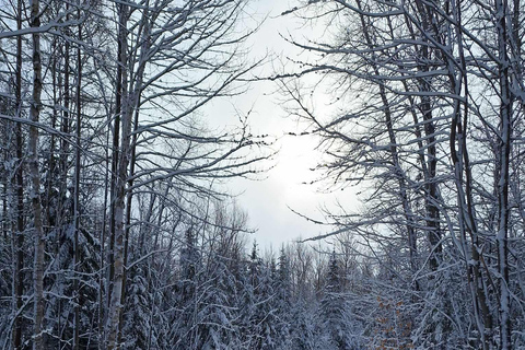 Quebec City: Guidad tur med snöskoter1,5 timmars guidad snöskoteruthyrning