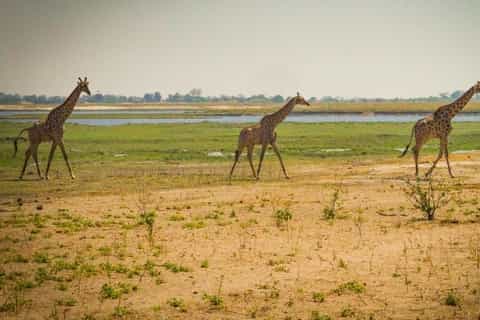2026年ザンビア人気の砂漠サファリ体験 | ゲットユアガイド | GetYourGuide
