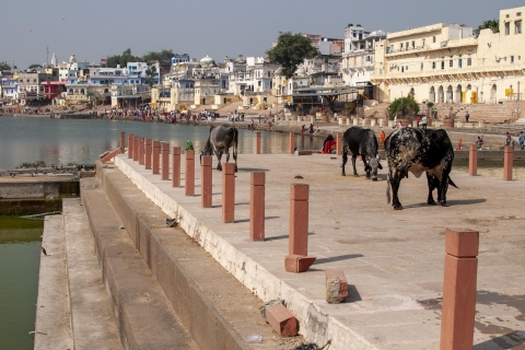 Visit Pushkar from Jaipur with Jodhpur drop without Guide
