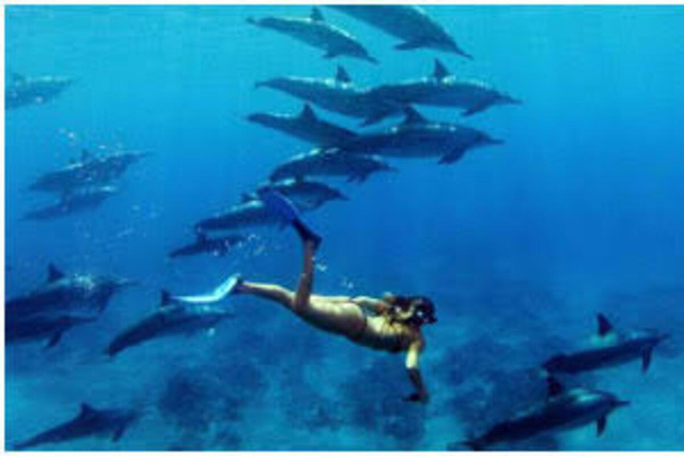 Zanzibar: Privat delfinsafari och snorkling i MnembaDet här alternativet inkluderar upphämtning och avlämning på hotellet