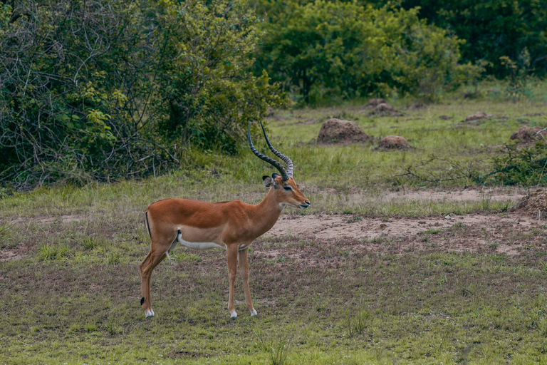 Kigali: Akagera National Park Safari with Boat Cruise