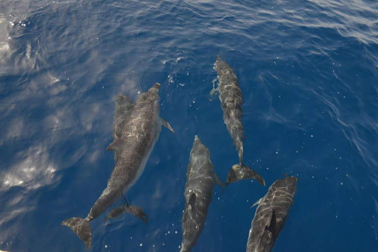 Morro Jable: Speedboat Dolphin & Whale Watching Tour