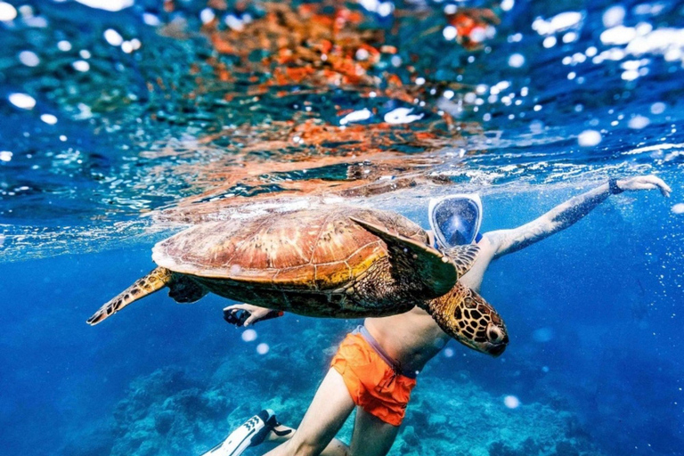 Rarotonga Swim With The Turtles