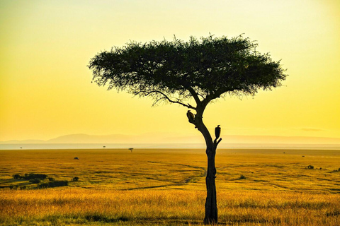 Nairobi: Masai Mara National Reserve Full-Day Safari