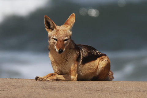 From Swakopmund: Sandwich Harbour Guided Tour