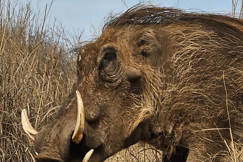 Rhino and Lion Park (Safari) and Cradle (Maropeng Museum)Private Tour