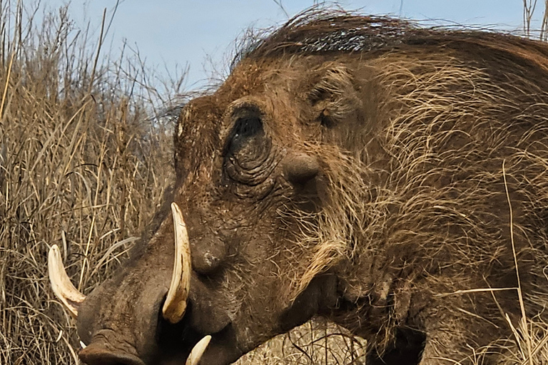 Rhino and Lion Park (Safari) and Cradle (Maropeng Museum) Private Tour