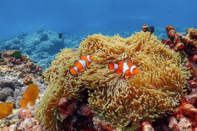 Phuket : Surin Island by Speedboat Khao Lak: Surin Island by Speedboat