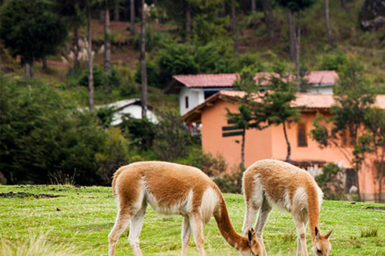 Cajamarca: Porcón Farm and Otuzco