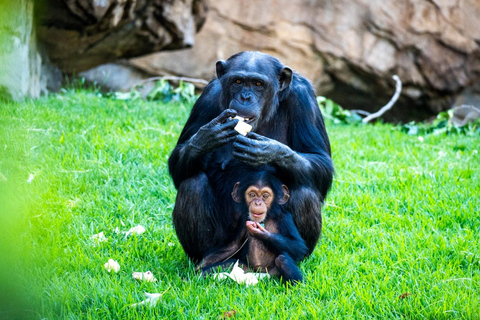 Walencja: Bilet wstępu do Bioparc Valencia