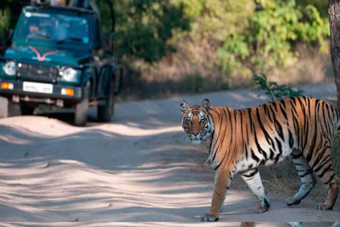 Delhi: Excursión de 3 días al Parque Nacional de Ranthambore con safari ...