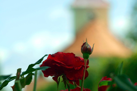 Novigrad Podravski: Vineyard Walking Tour in Podravina