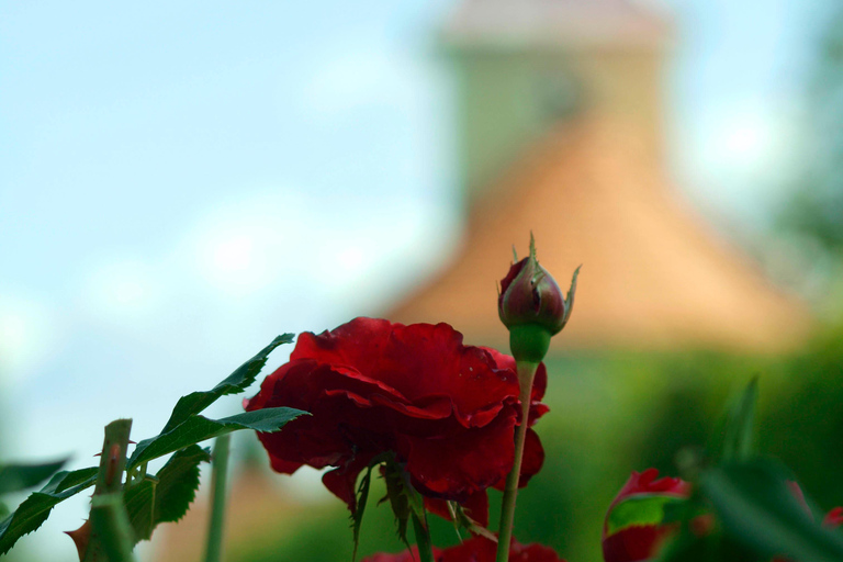 Novigrad Podravski: Vineyard Walking Tour in Podravina