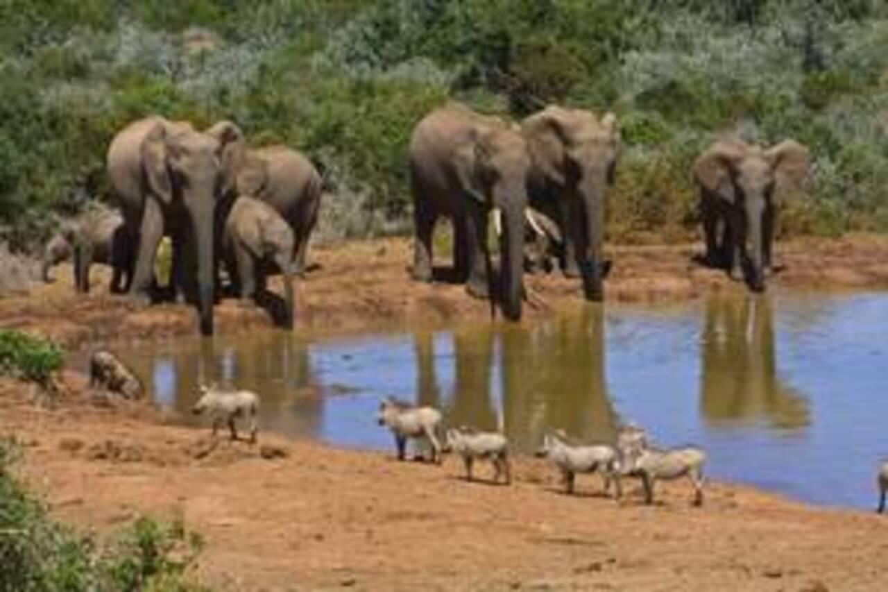 Port Elizabeth: Addo und Schotia 2-tägige Safari-Tour