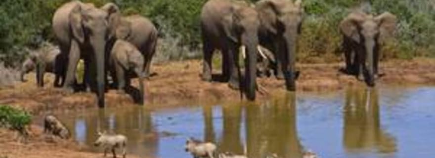 Londres Est : Circuit de 2 jours à Addo et Schotia Safari