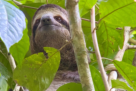 Manuel Antonio Park: Guided Walking Tour with a Naturalist Private Tour