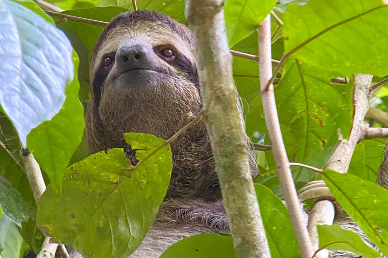 Parque Manuel Antonio: Visita guiada a pie con un naturalistaTour privado