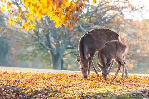 Kyoto/Osaka: Kinkakuji, Bamboo Forest, and Nara Deer Park