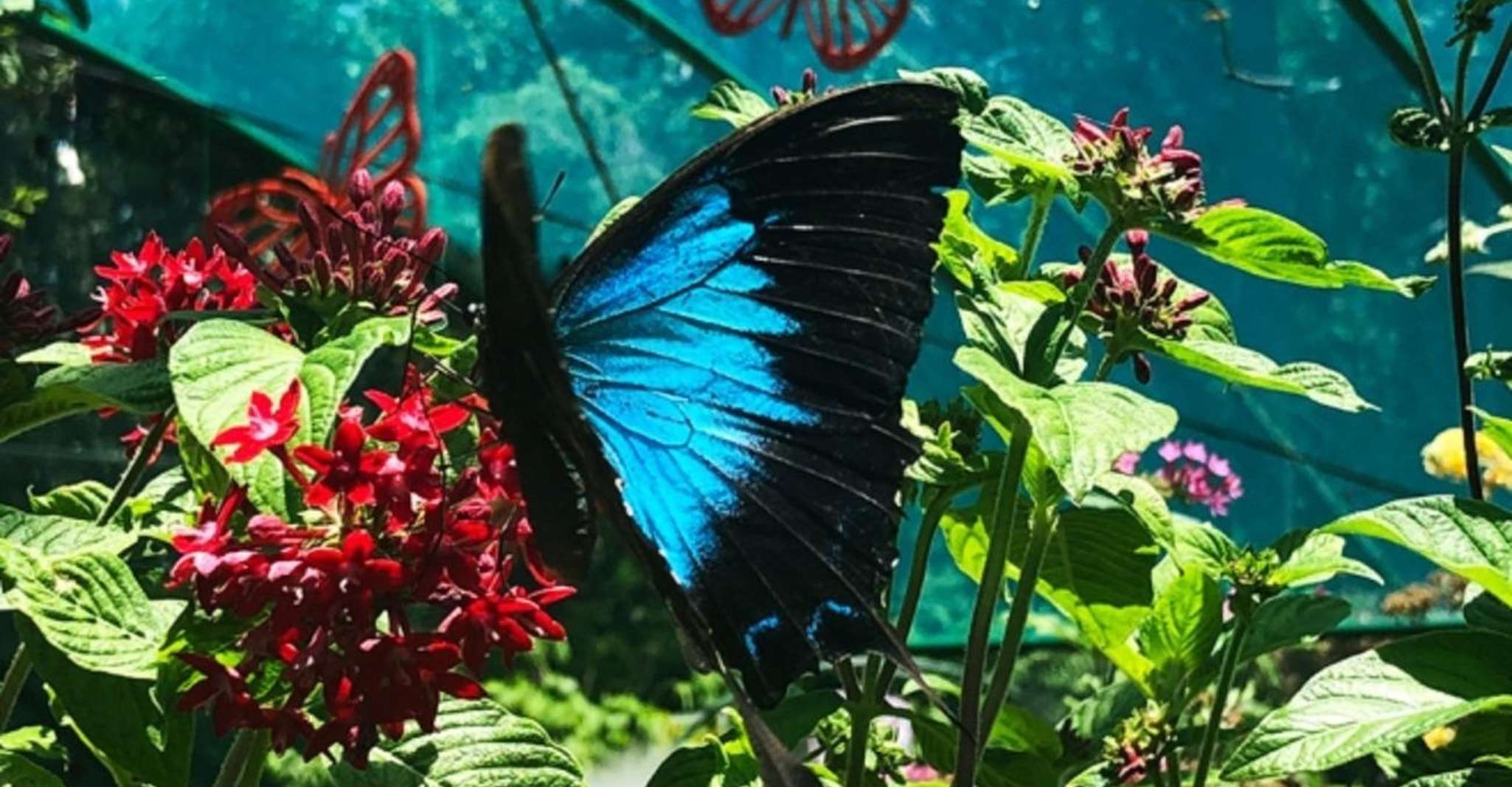 来自宿雾，bohol乡村游览日旅行，午餐自助午餐 - Housity