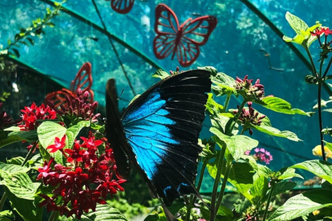 From Cebu: Bohol Countryside Tour Day Trip with Buffet Lunch