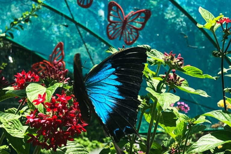 From Cebu: Bohol Countryside Tour Day Trip with Buffet Lunch