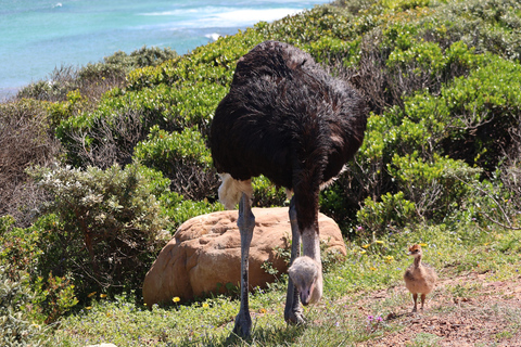 Cape Town: Table Mountain, Penguins & Cape Point Group Tour