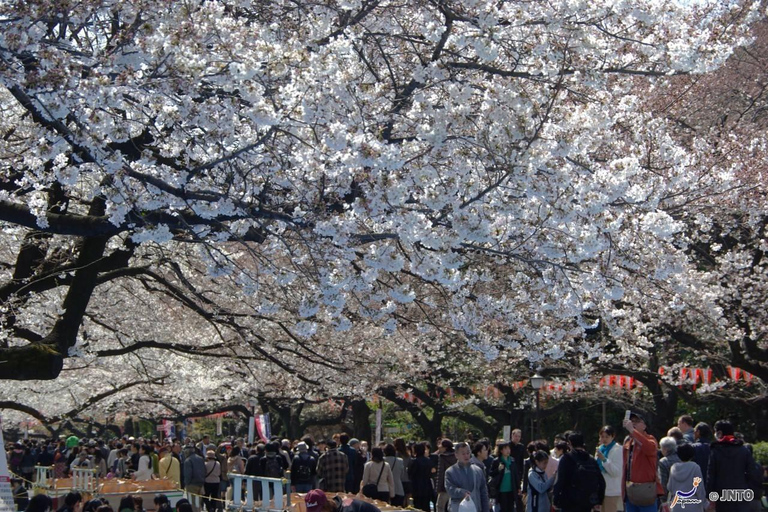 Prywatna jednodniowa wycieczka do Tokio z anglojęzycznym przewodnikiem