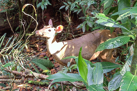 Manuel Antonio Park: Guided Tour to see animals &amp; beach timePrivate tour