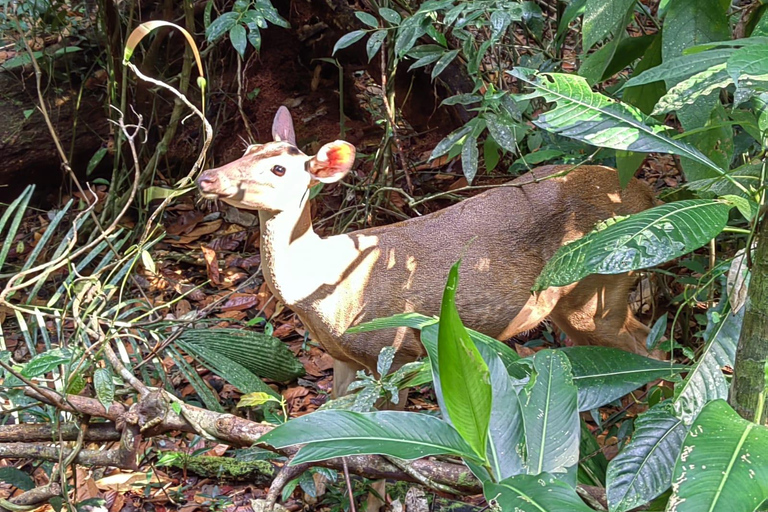 Manuel Antonio Park: Guided Tour to see animals &amp; beach timePrivate tour