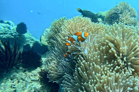 Lombok: Private Snorkeling Trip Gili Nanggu,Kedis,Tangkong Lombok: Private Gili Islands Snorkeling Trip For Big Group