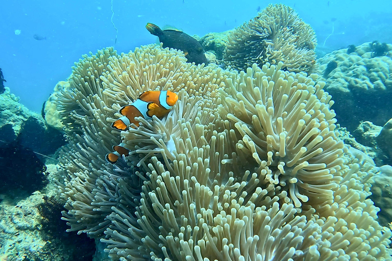 Lombok: Private Snorkeling Trip Gili Nanggu,Kedis,Tangkong Lombok: Private Gili Islands Snorkeling Trip For Big Group