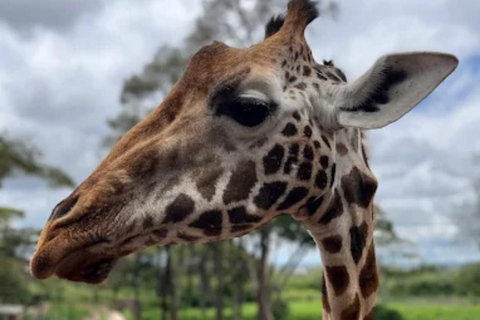 Nairobi: National Park, Elephant Orphanage & Giraffe Center