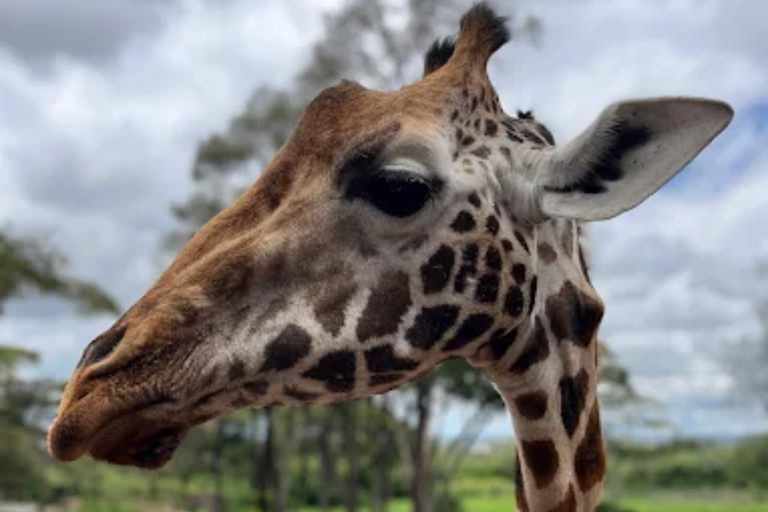 Nairobi: National Park, Elephant Orphanage & Giraffe Center