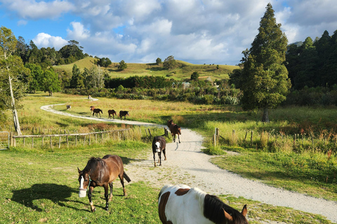 Auckland: Honey Center, Horse Riding & Sheep World Tour