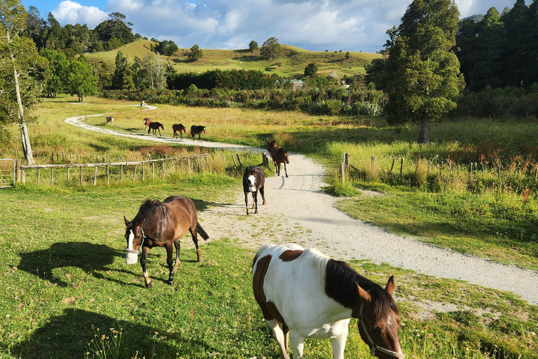 Auckland: Honey Center, Horse Riding & Sheep World Tour