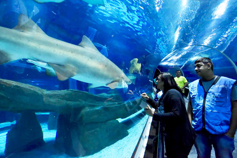 Entdecke AquaRio &amp; Olympic Boulevard: Meeresleben und Kunst