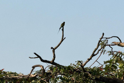 Sigiriya: Birdwatching Kayak Tour with Guide