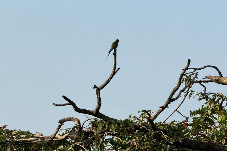 Sigiriya: Birdwatching Kayak Tour with Guide