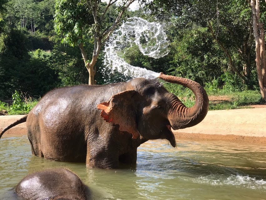 Ethical Elephant Sanctuary Interactive Tour