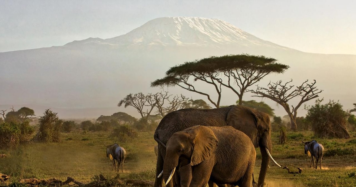 Nairobi Amboseli Lake Naivasha Masai Mara Tages Tour Getyourguide