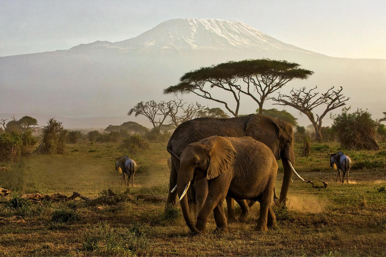 Nairobi: Amboseli National Park Day Trip with Masai Village