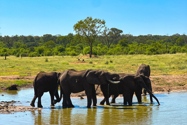 Victoriafallen: Elecrew genom en elefants ögon