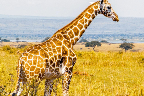 Uganda: 5-Day Safari with Queen Elizabeth & Lake Mburo