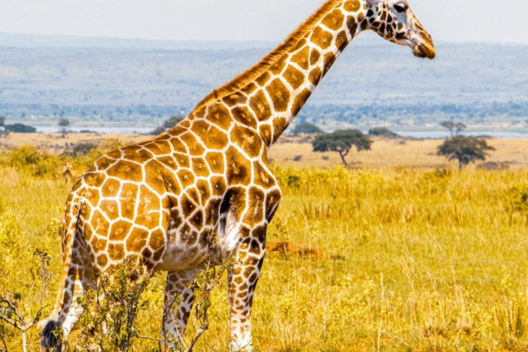 Uganda: 5-Day Safari with Queen Elizabeth & Lake Mburo