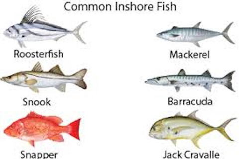 Playa Mantas: Beach Fishing Tour Beach Fishing Tour at Playa Mantas