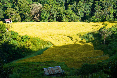 Chiang Mai: Doi Inthanon Nationaal Park en Pha Dok Siew Trek