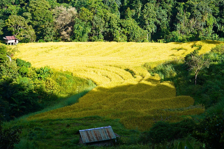 Chiang Mai : Parc national de Doi Inthanon et randonnée Pha Dok Siew